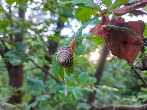Mushrooms on a tree in the forest. Group of tiny wild mushrooms among heath,  Stock Photos