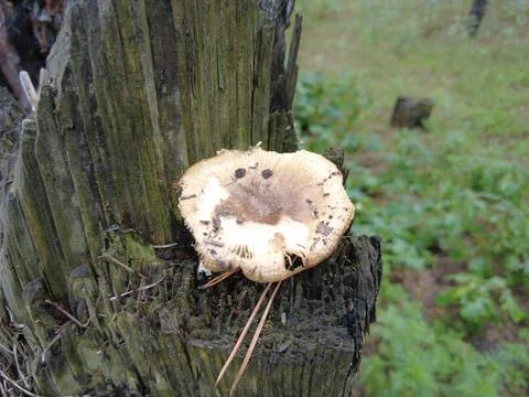 Mushrooms on a tree in the forest. Group of tiny wild mushrooms among heath,  Stock Photos