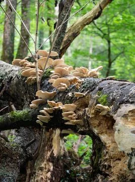 Mushrooms on the tree in the forest Foto stock