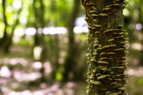 Mushrooms on the tree in forest Stock Photos