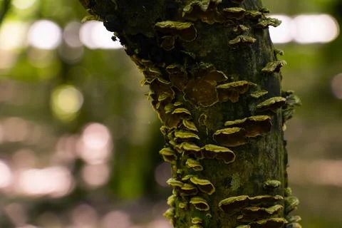 Mushrooms on the tree in forest Stock Photos