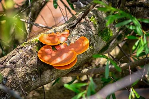 Mushrooms on a tree in a forest Stock Photos