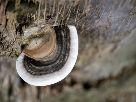 Mushrooms on a tree in the forest. Foto stock