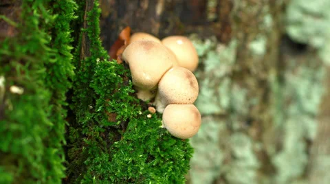 Mushrooms On A Tree With Moss Stock Footage 37208030