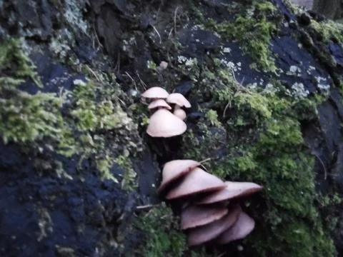 Mushrooms on tree moss Stock Photos