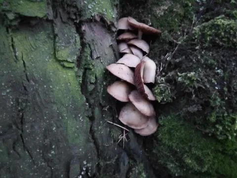 Mushrooms on tree moss Stock Photos