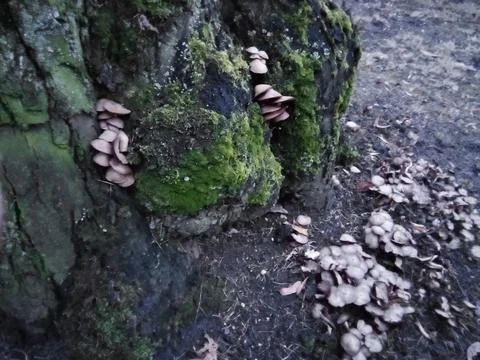 Mushrooms on tree moss Foto stock