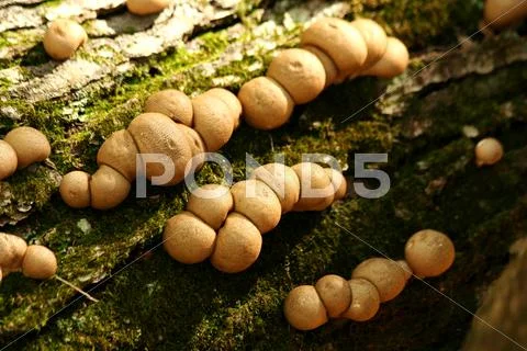 Mushrooms on a tree Stock Photos
