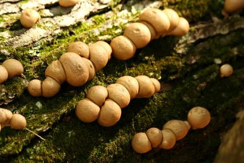 Mushrooms on a tree Stock-Fotos