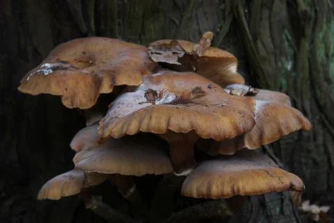 Mushrooms on a tree Stock Photos