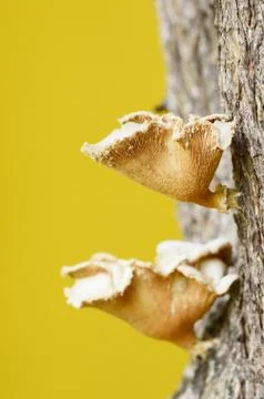 Mushrooms on tree Stock Photos