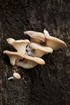 Mushrooms on a tree Stock Photos