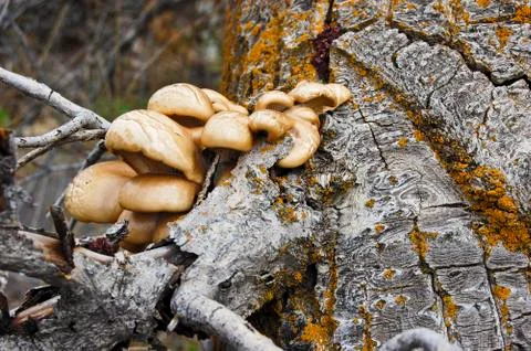 Mushrooms on tree Stock Photos