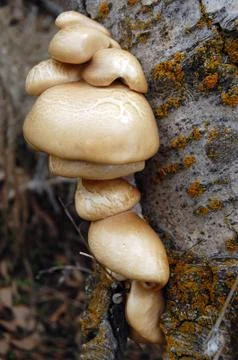 Mushrooms on tree Stock Photos