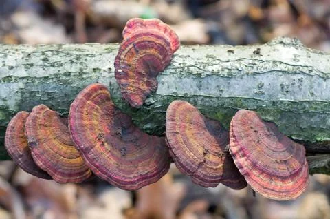 Mushrooms on a tree. Stock Photos