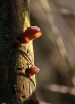 Mushrooms on a tree 스톡 사진