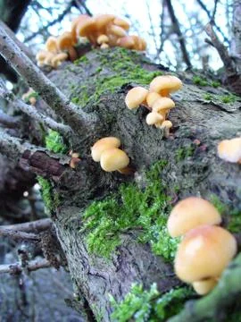 Mushrooms on the tree Stock Photos