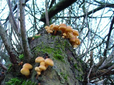 Mushrooms on the tree Foto stock