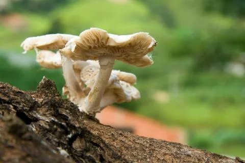 Mushrooms on tree Stock Photos