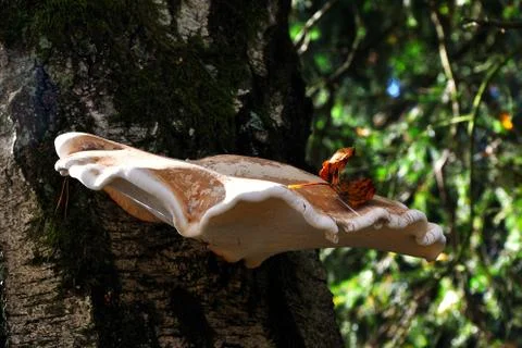 Mushrooms on the tree Foto stock