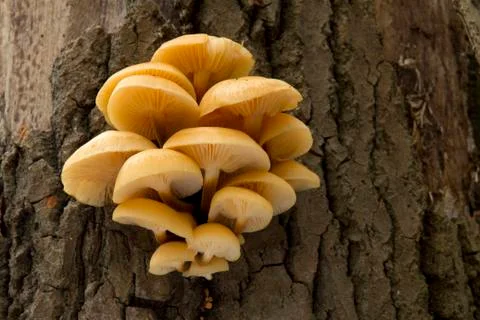 Mushrooms on a tree Stock Photos