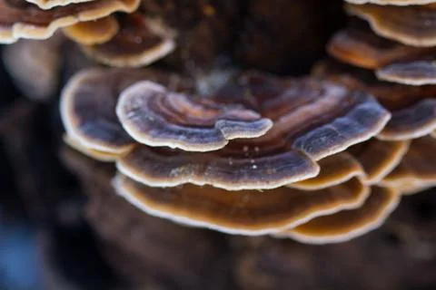 Mushrooms On Tree Stock Photos