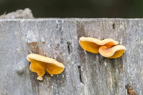 Mushrooms on the tree Stock Photos