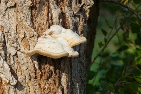 Mushrooms on the tree. Stock Photos