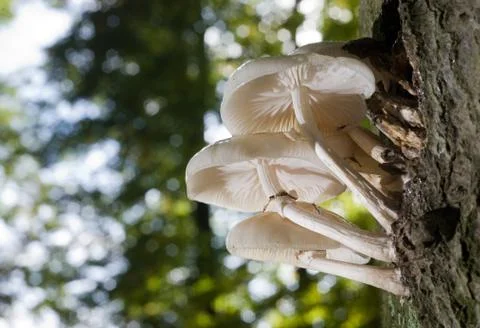 Mushrooms on a tree Stock Photos