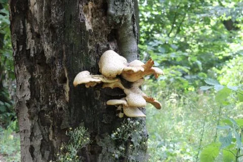 Mushrooms on the tree Stock Photos