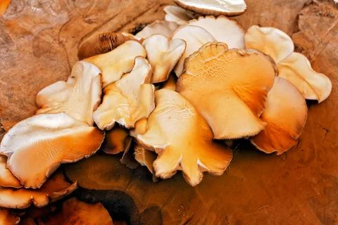 Mushrooms on the tree Free Stock Photos