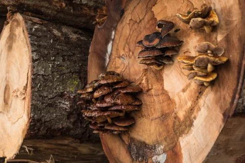Mushrooms on a tree Stock Photos