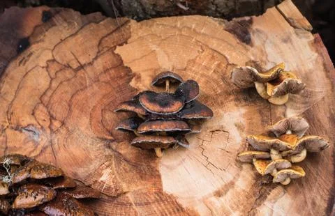 Mushrooms on a tree Stock Photos