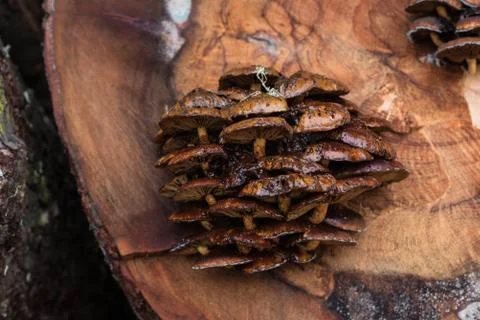 Mushrooms on a tree Stock Photos