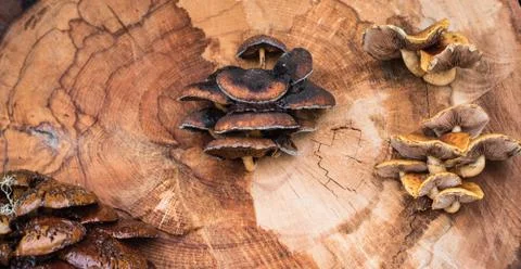 Mushrooms on a tree Stock Photos