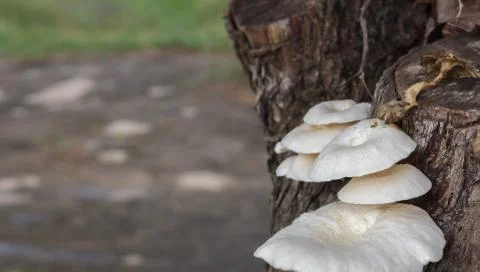 Mushrooms on the tree Stock Photos