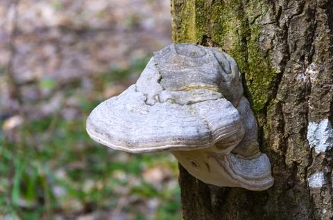 Mushrooms on the tree. Stock Photos