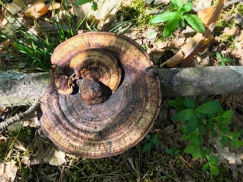 Mushrooms on the tree. Foto stock