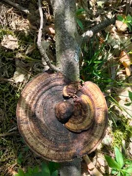 Mushrooms on the tree. Stock Photos