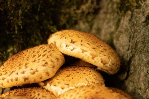 Mushrooms on a tree Stock Photos