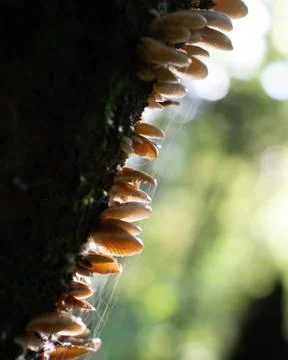 Mushrooms on a Tree Stock Photos