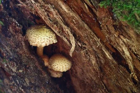 Mushrooms on a tree Stock Photos