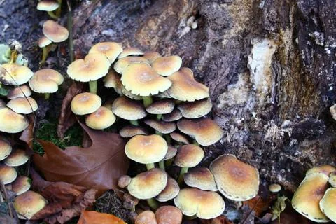 Mushrooms on a tree Stock Photos