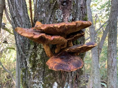 Mushrooms on a tree Stock Photos