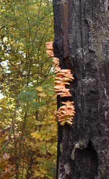 Mushrooms on the Tree Foto stock