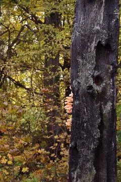 Mushrooms on the Tree Foto stock