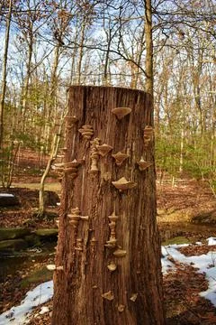 Mushrooms Tree 库存照片