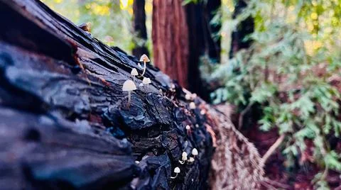 Mushrooms on tree Stock Photos