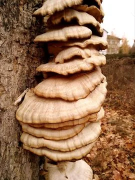 Mushrooms on a tree. Stock Photos