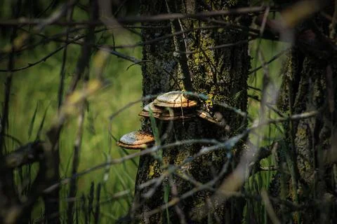 Mushrooms on a tree Stock Photos